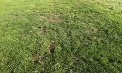 واکنش شهرداری به افت کیفیت چمن ورزشگاه شهرقدس