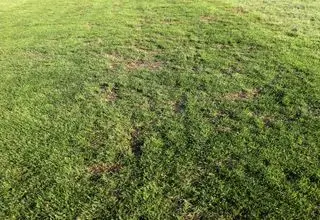 واکنش شهرداری به افت کیفیت چمن ورزشگاه شهرقدس