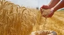 ارز گندم به تالار دوم نمی‌رود؛ دریافت ارز ۲۸ هزار و ۵۰۰ تومانی