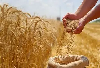 ارز گندم به تالار دوم نمی‌رود؛ دریافت ارز ۲۸ هزار و ۵۰۰ تومانی