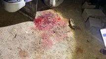 جنایت جدید آمریکایی صهیونی در روستای کفری شیراز + عکس 