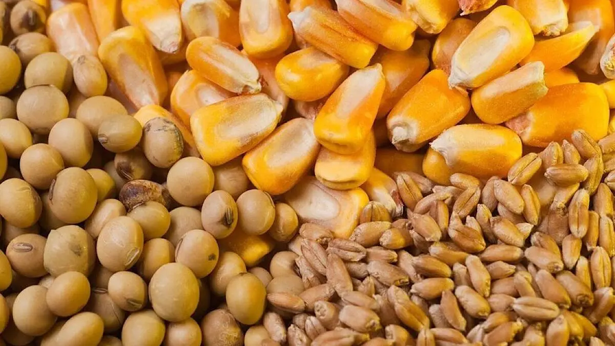واردکنندگان نهاده ۲ میلیارد یورو از دولت طلب دارند