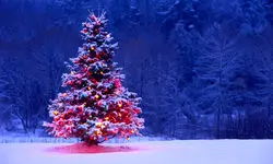 تصویری از درخت کریسمس خیلی بزرگ در خیابان میرزای شیرازی تهران