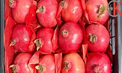 صادرات انار به ارزش یک میلیون و ۷۰۰ هزار دلار به کشورهای مختلف طی هفت ماه