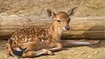 سه گوزن زرد، میهمانان جدید پارک ملی کرخه