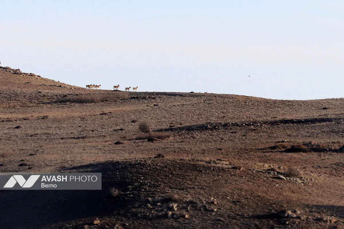 سرشماری پاییزه پارک ملی گلستان