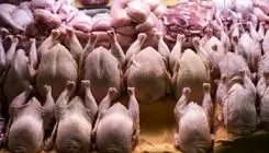 عرضه هرکیلو مرغ منجمد با نرخ ۲۴۰ هزارتومان
