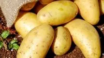 رفع ممنوعیت صادرات سیب‌زمینی به صورت مشروط