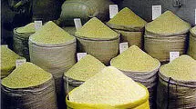 کاهش قیمت جهانی برنج در ماه‌های آینده؛ تداوم ممنوعیت فصلی توجیهی ندارد