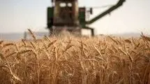 اعلام نرخ خرید تضمینی گندم؛ پرداخت بیش از ۴۴ درصد از مطالبات گندمکاران