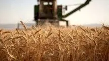 اعلام نرخ خرید تضمینی گندم؛ پرداخت بیش از ۴۴ درصد از مطالبات گندمکاران