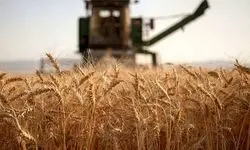 اعلام نرخ خرید تضمینی گندم؛ پرداخت بیش از ۴۴ درصد از مطالبات گندمکاران