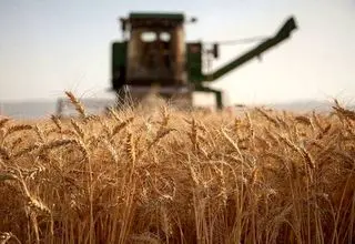اعلام نرخ خرید تضمینی گندم؛ پرداخت بیش از ۴۴ درصد از مطالبات گندمکاران