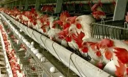 پیگیری جدی برای تاسیس صندوق حمایت از مرغداران