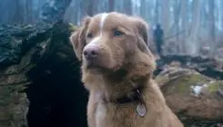 تیزر  فیلم«Good Boy» منتشر شد