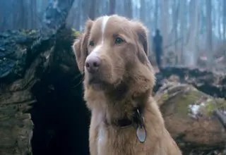 تیزر  فیلم«Good Boy» منتشر شد