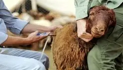 آیا «تب برفکی» برای انسان خطرناک است؟