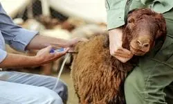 آیا «تب برفکی» برای انسان خطرناک است؟