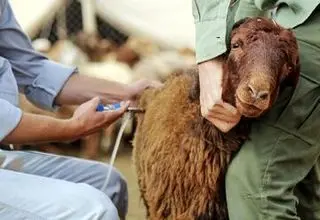 آیا «تب برفکی» برای انسان خطرناک است؟