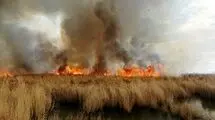 آتش سوزی گسترده  در نخلستان‌های هرمزگان +فیلم