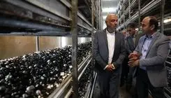 میدری: به همت کارگران در ایام جنگ، مواد غذایی بدون مشکل تولید شد