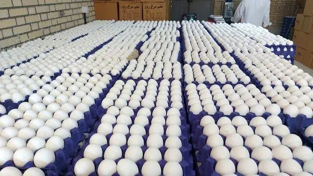 خرید حمایتی تخممرغ بهصورت پلکانی انجام میشود