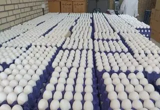 خرید حمایتی تخم‌مرغ به‌صورت پلکانی انجام می‌شود 