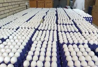خرید حمایتی تخم‌مرغ به‌صورت پلکانی انجام می‌شود 