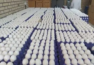 خرید حمایتی تخم‌مرغ به‌صورت پلکانی انجام می‌شود 