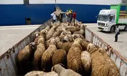 قاچاق گسترده دام از نوار غربی کشور