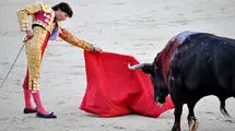 حمله ترسناک یک گاو به چند زن