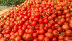 چرا گوجه فرنگی گران شد؟