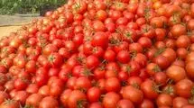 چرا گوجه فرنگی گران شد؟