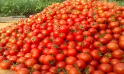 چرا گوجه فرنگی گران شد؟