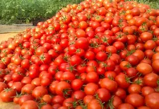 چرا گوجه فرنگی گران شد؟