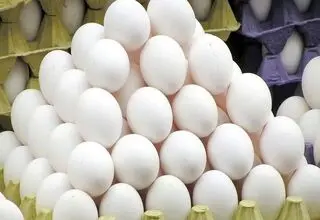 صادرات تخم مرغ به عمان از سر گرفته شد
