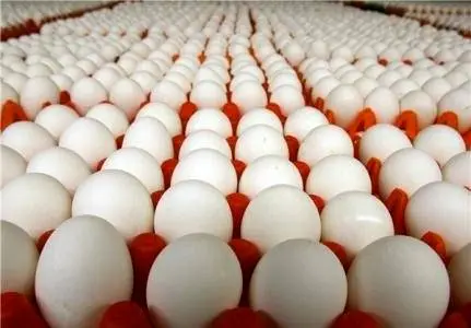 مخالفت رئیس هیئت مدیره اتحادیه مرغداران با افزایش ۴ درصدی قیمت تخممرغ