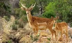 مشاهده یک رأس گوزن زرد ایرانی در این منطقه