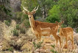 مشاهده یک رأس گوزن زرد ایرانی در این منطقه