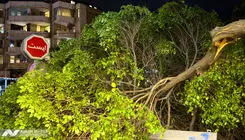 سقوط833درخت در طوفان تهران
