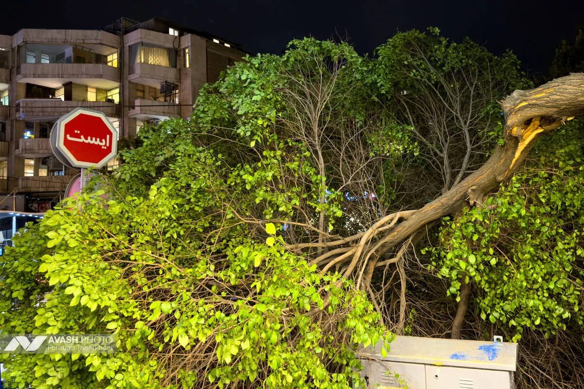 سقوط833درخت در طوفان تهران