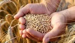 تصمیم‌گیری درباره  قیمت خرید تضمینی گندم؛ این هفته 