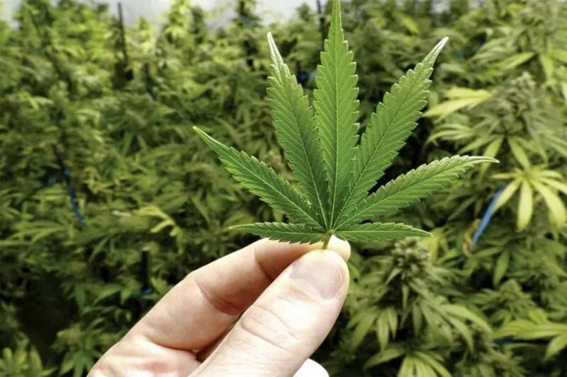 بزرگترین کشف ماریجوانا سال جاری توسط پلیس ری