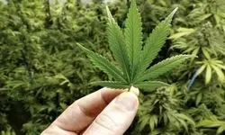 بزرگترین کشف ماریجوانا سال جاری توسط پلیس ری