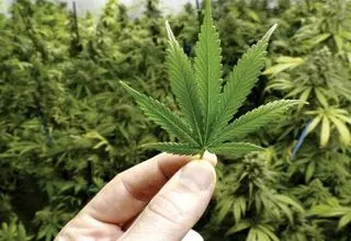 بزرگترین کشف ماریجوانا سال جاری توسط پلیس ری