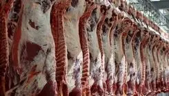  با انباشت دام مواجهیم؛ در تأمین بازار گوشت قرمز مشکل نداریم