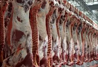  با انباشت دام مواجهیم؛ در تأمین بازار گوشت قرمز مشکل نداریم