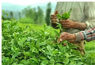دولت یک میلیارد و ۷۷۶ میلیون تومان برگ سبز چای خریداری کرد