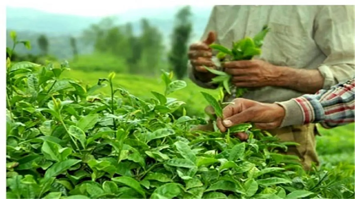 دولت یک میلیارد و ۷۷۶ میلیون تومان برگ سبز چای خریداری کرد