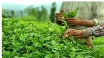 دولت یک میلیارد و ۷۷۶ میلیون تومان برگ سبز چای خریداری کرد